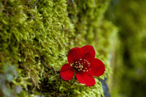 Unpredictable Hope is a Part of Life