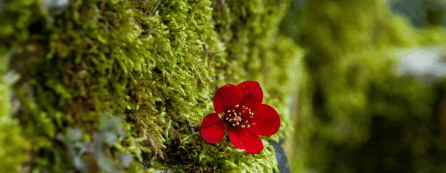 Unpredictable Hope is a Part of Life