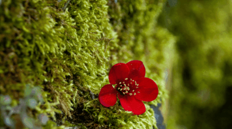 A vibrant red flower stands out against lush, green moss